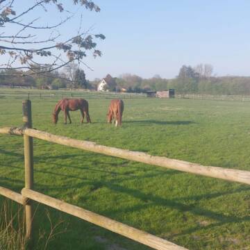 Bild: Stall in  Westerberg