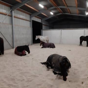 Bild: Stall in  Senden