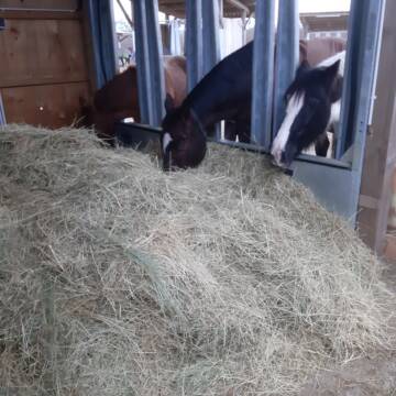 Bild: Stall in  Senden