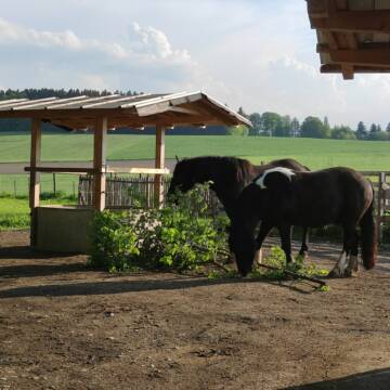 Bild: Stall in  Glonn