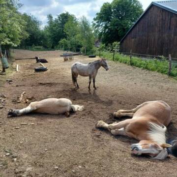 oberer Paddock und Reitplatz