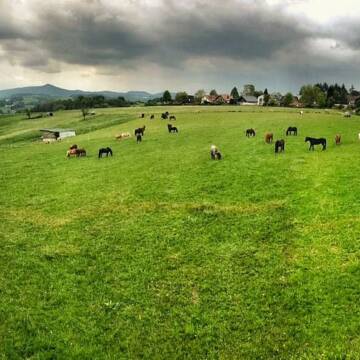 Bild: Stall in  Hennef (Sieg)