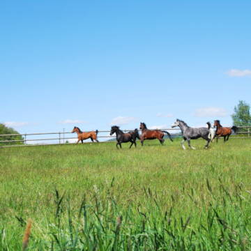 Bild: Stall in  Radmoos