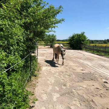 Bild: Stall in  Gauting