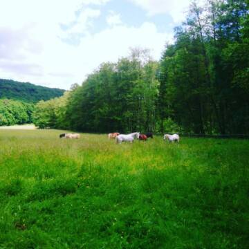 Bild: Stall in  Königsberg in Bayern