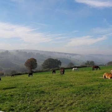 Bild: Stall in  Bad Orb