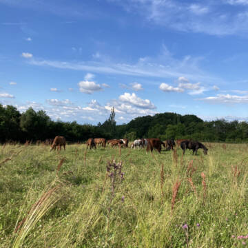 Bild: Stall in  Aurach