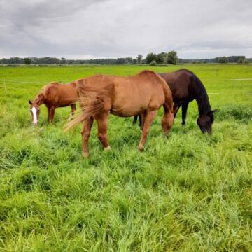 Bild: Stall in  Biebesheim am Rhein
