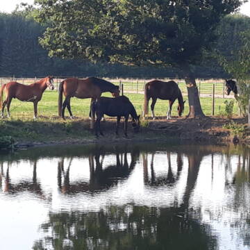 Bild: Stall in  Gießelhorst