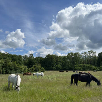 Die Pferde genießen die Weidezeit