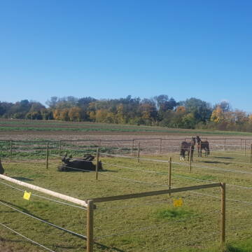 Bild: Stall in  Leipheim