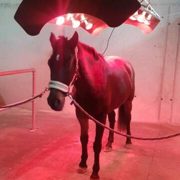 Bild: Stall in  Leipheim