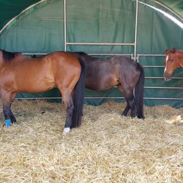 Bild: Stall in  Biebesheim am Rhein