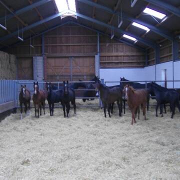 Bild: Stall in  Nienhagen