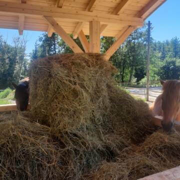 Bild: Stall in  Neukirchen am Inn
