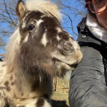 Bild: Stall in  Rheine