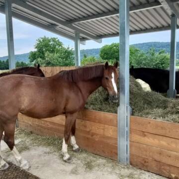 Bild: Stall in  Wyhlen