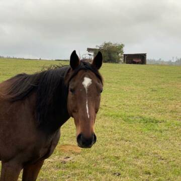 Bild: Weide in  Oberlibbach