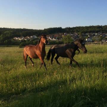 Bild: Weide in  Oberlibbach