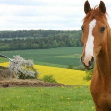Bild: Weide in  Oberlibbach