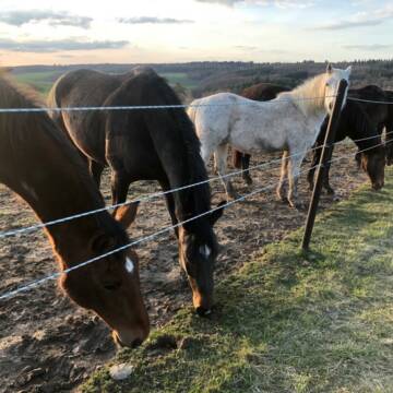 Bild: Weide in  Oberlibbach