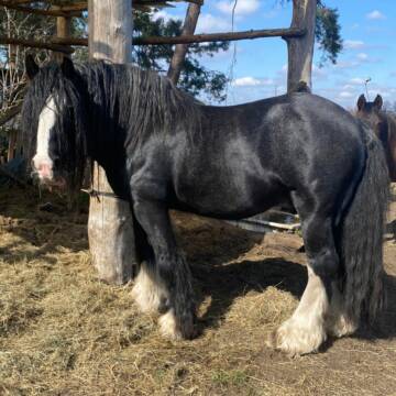 Bild: Reitbeteiligung in  Philippsthal