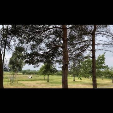 Bild: Stall in  Rees