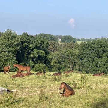 Bild: Stall in  Burscheid