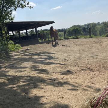 Bild: Stall in  Burscheid