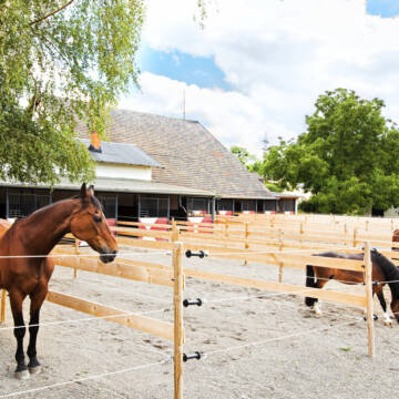 Bild: Stall in  Andernach
