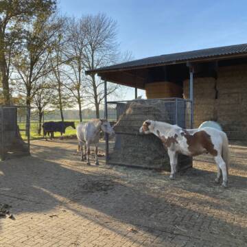 Bild: Stall in  Elten