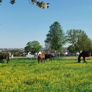 Bild: Stall in  Freiberg am Neckar