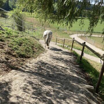 Bild: Stall in  Amerang