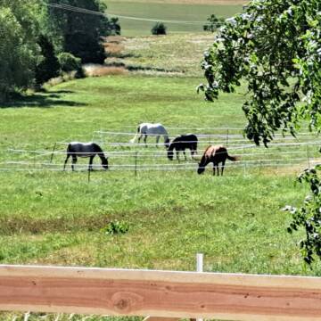 Bild: Stall in  Buchen (Odenwald)
