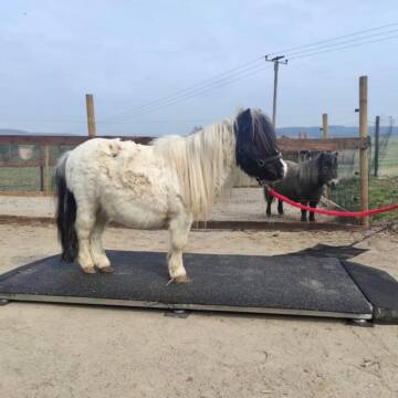 Bild: Service in  Rommelsheim