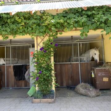 Bild: Stall in  Wolnzach