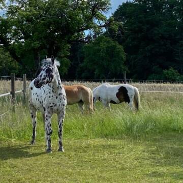 Bild: Stall in  Neubulach