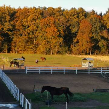 Wiese der Stallpferde