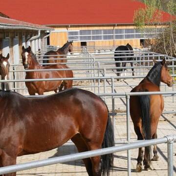 Paddocks (Warteliste)