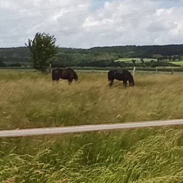 Bild: Stall in  Emmerthal