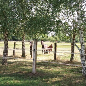 Bild: Stall in  Emmerthal