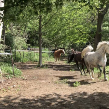 Bild: Stall in  Titz