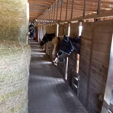 Bild: Stall in  Hüttblek