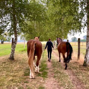 Bild: Stall in  Emmerthal