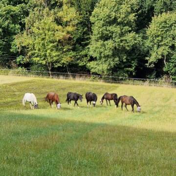 Bild: Stall in  Hattingen