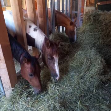 Bild: Stall in  Fultenbach