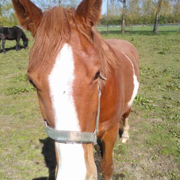 Bild: Reitbeteiligung in  Süchteln