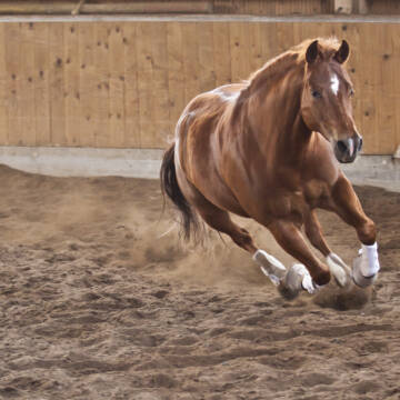 Bild: Stall in  Stendorf