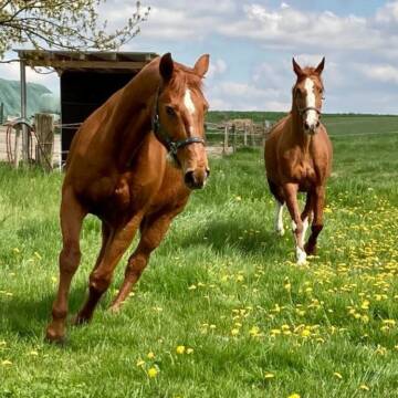 Bild: Stall in  Heiligenhaus