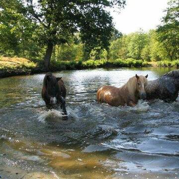 Bild: Stall in  Hummelsbüttel